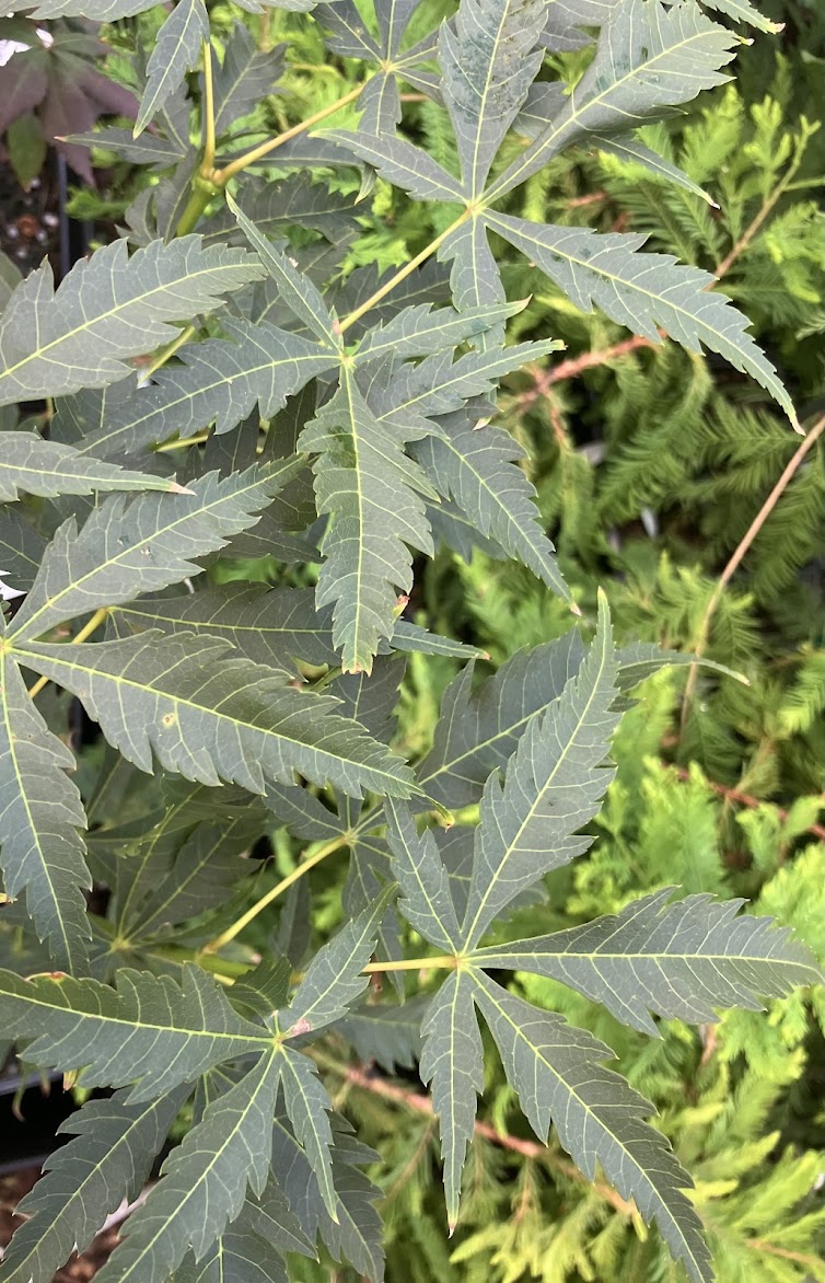 Acer elegantulum x palmatum 'Johnnie's Giant'