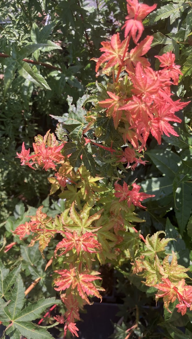 Acer palmatum 'Dixie Delight'