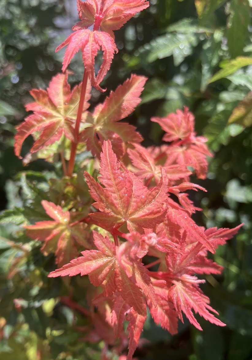 Acer palmatum 'Dixie Delight'