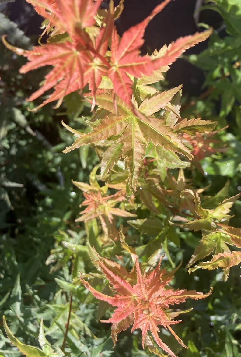 Acer palmatum 'Hino Tori Nishiki'