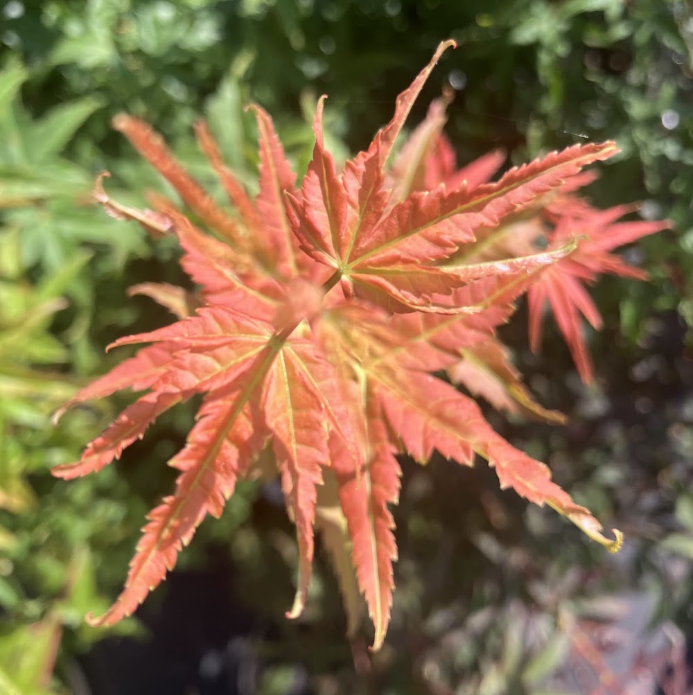 Acer palmatum 'Hino Tori Nishiki'