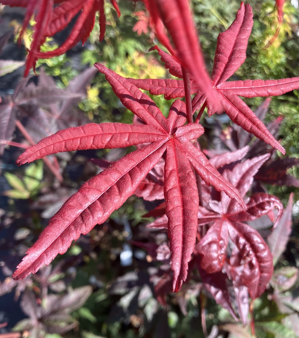 Acer palmatum 'Jet Black'