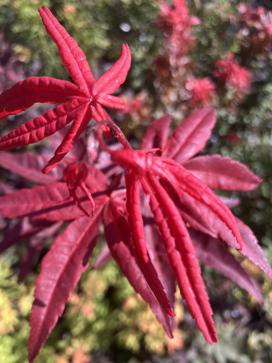 Acer palmatum 'Jet Black'