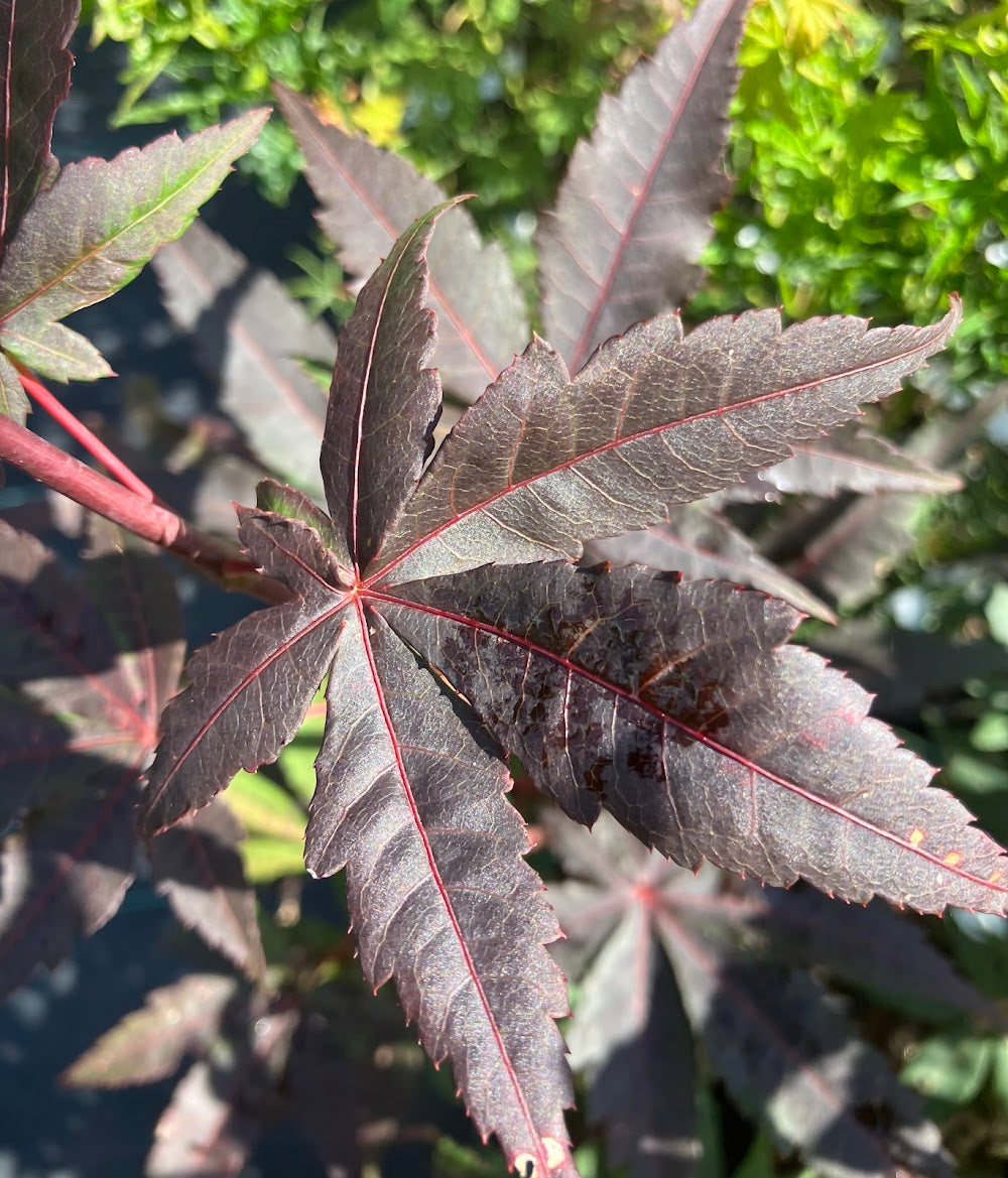 Acer palmatum 'Jet Black'