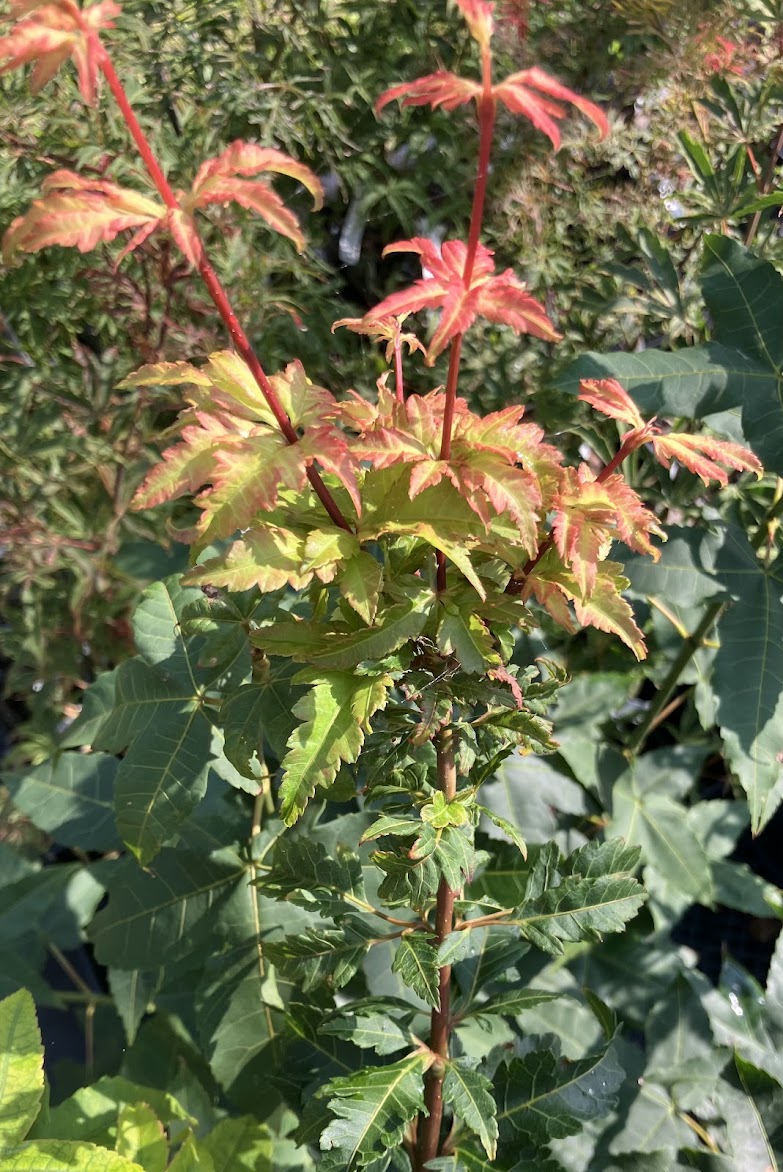 Acer palmatum 'Momenshide'