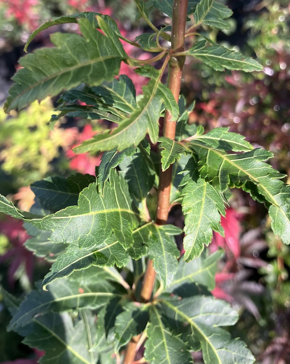 Acer palmatum 'Momenshide'