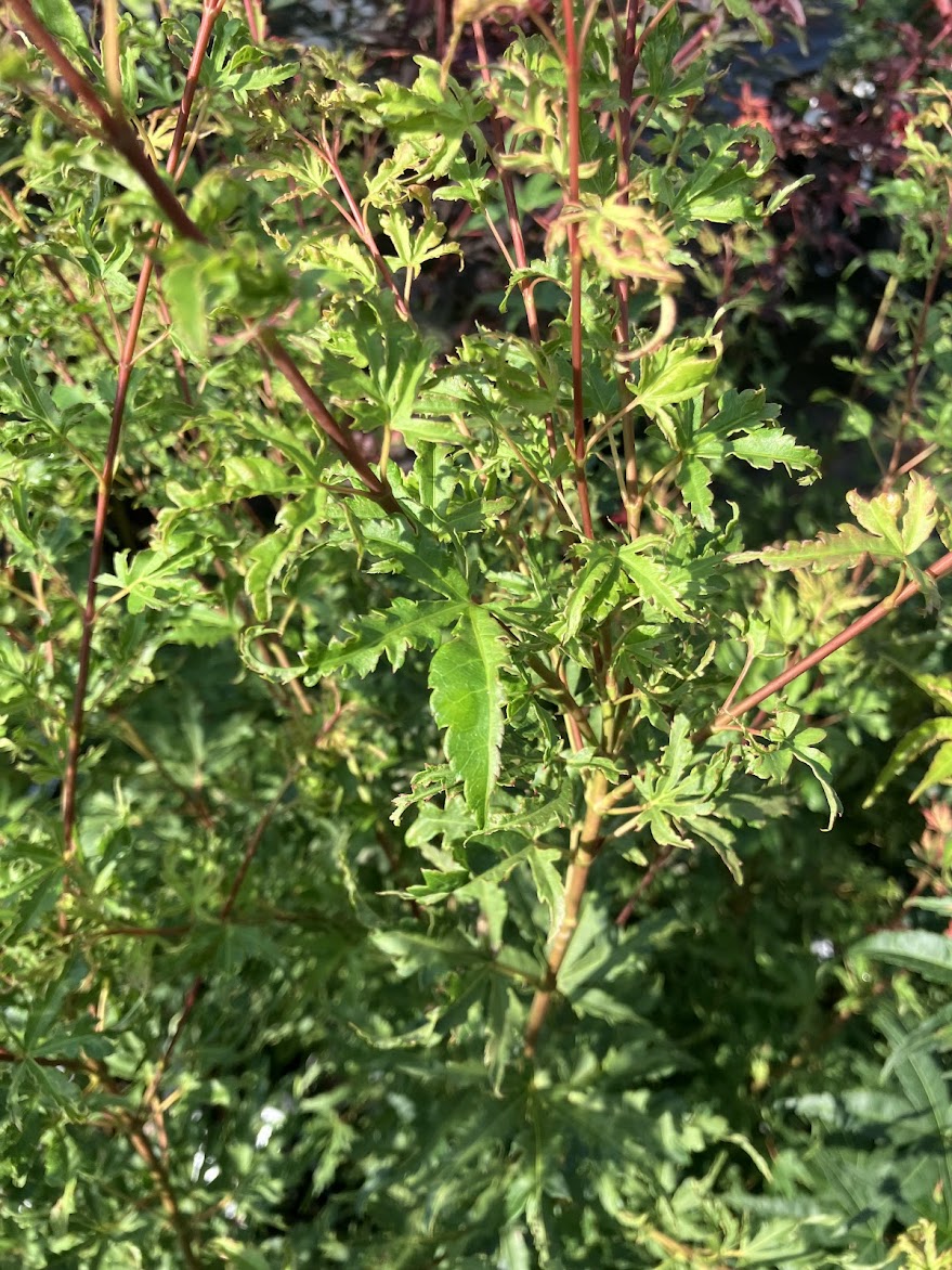 Acer palmatum 'Milky Way'