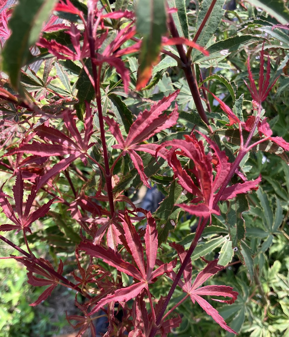 Acer palmatum 'Shirazz'