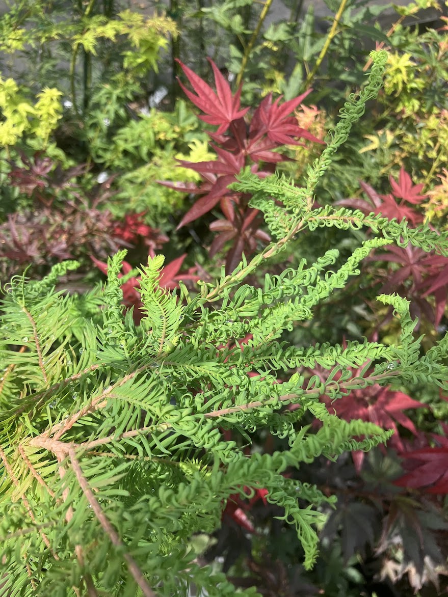 Taxodium distichum 'Gee Wizz' RARE