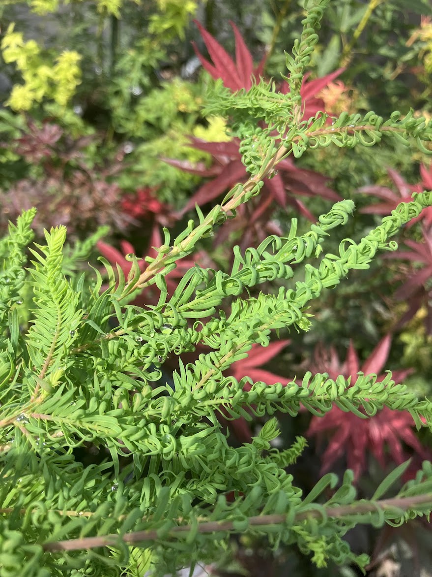 Taxodium distichum 'Gee Wizz' RARE