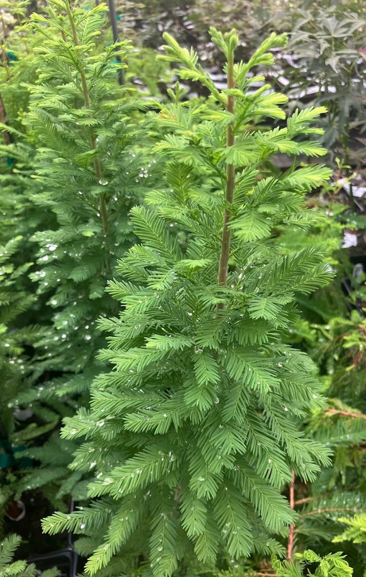 Taxodium distichum 'Peve Minaret'