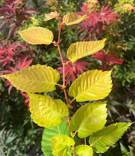 Zelkova serrata 'Ogon'