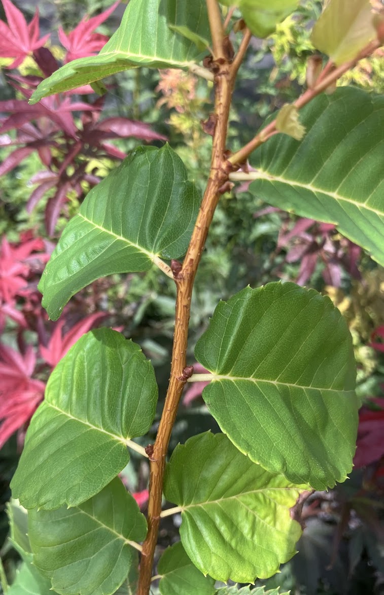 Zelkova serrata 'Ogon'