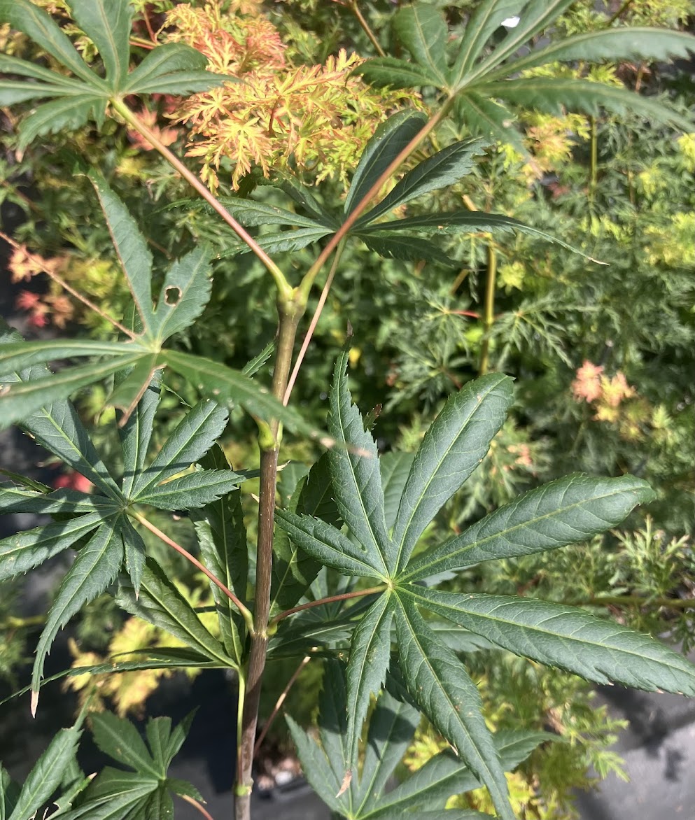 Acer shirasawanum 'Purple Umbrella'