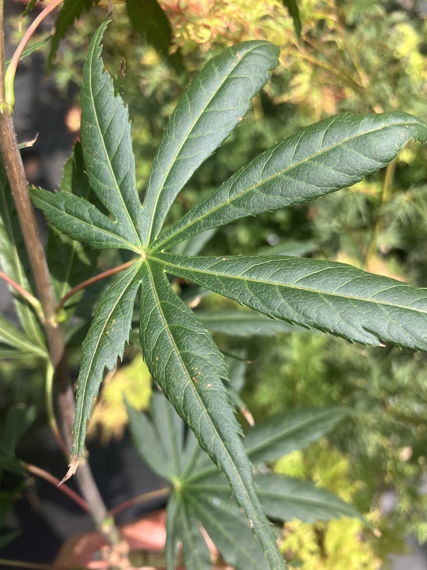 Acer shirasawanum 'Purple Umbrella'