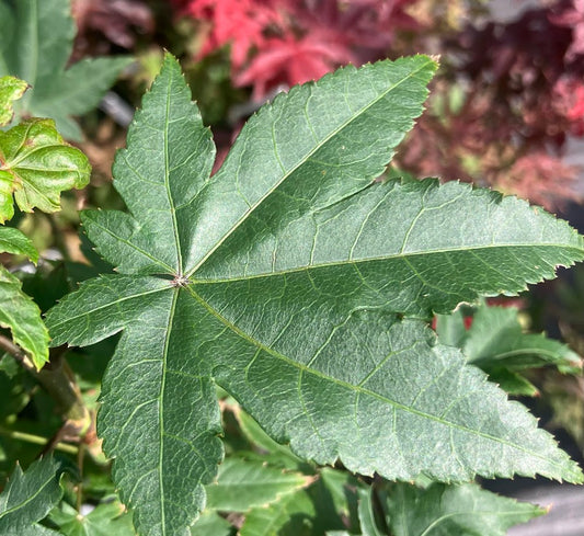 Acer robustum