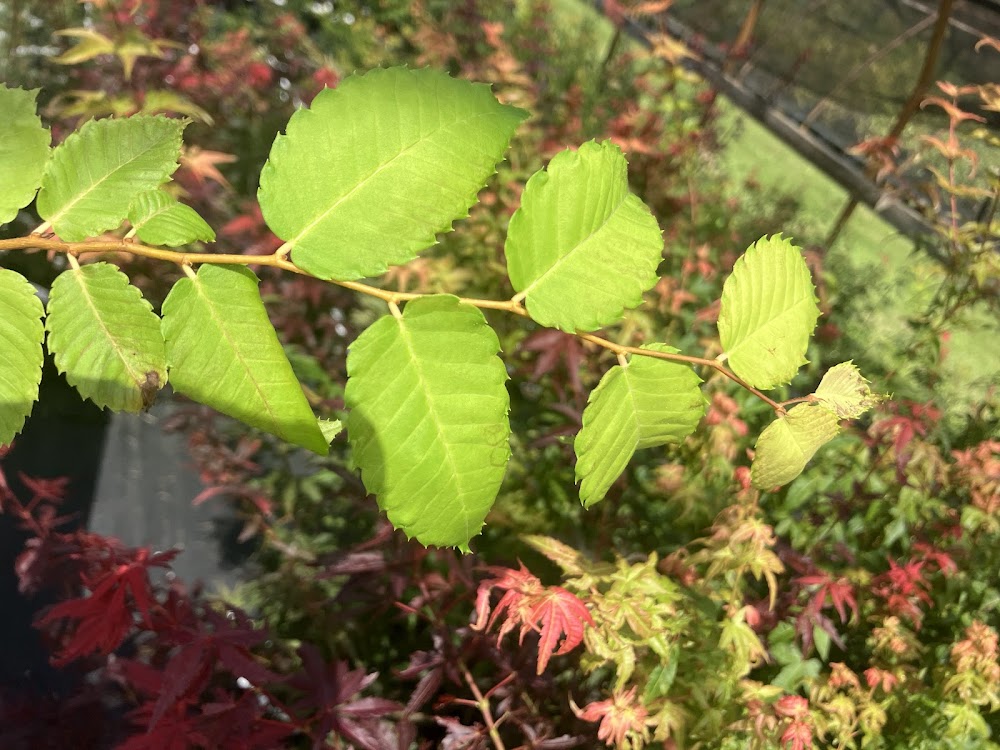 Zelcova serrata 'Bright Park'