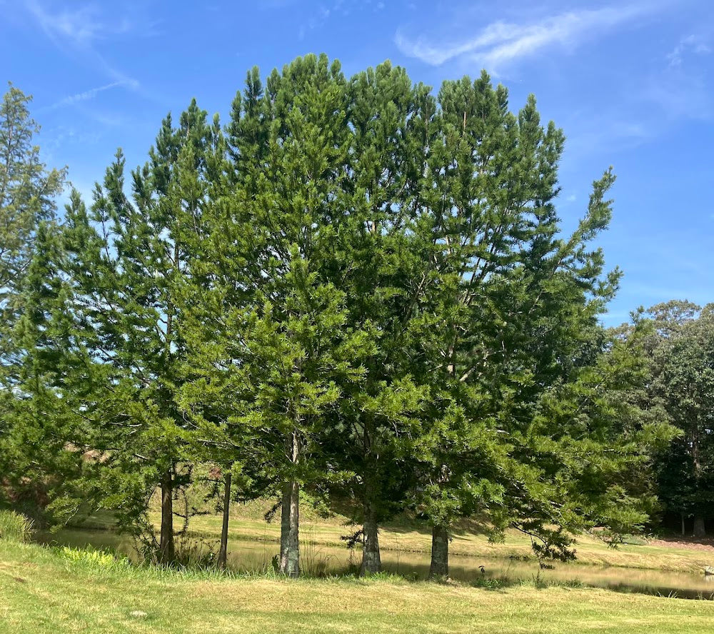 Taxodium distichum 'Peve Minaret'