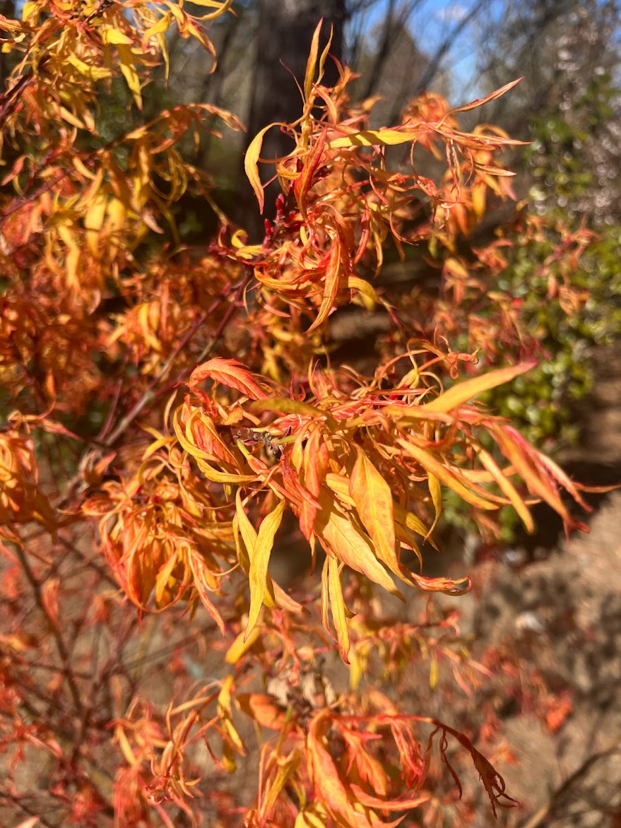 Acer palmatum 'Orange Hagoromo'