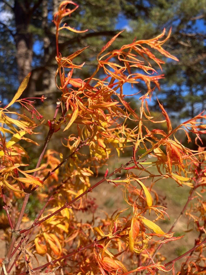 Acer palmatum 'Orange Hagoromo'