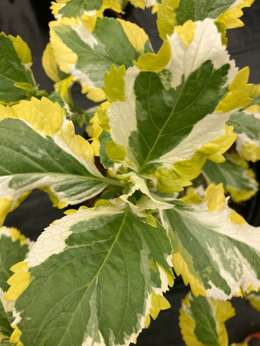 Hydrangea macrophylla 'Quadracolor'