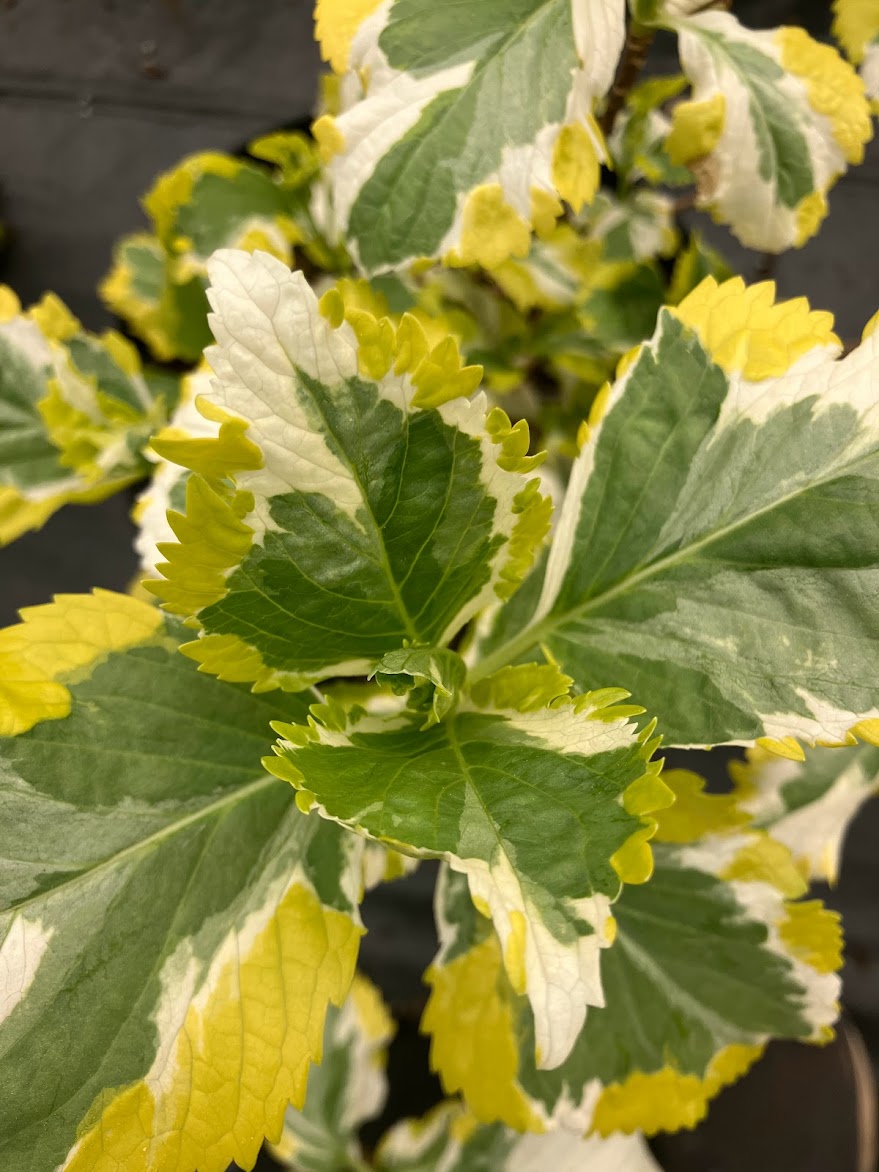 Hydrangea macrophylla 'Quadracolor'