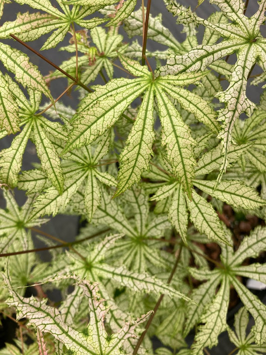 Acer palmatum 'Spring Flame'