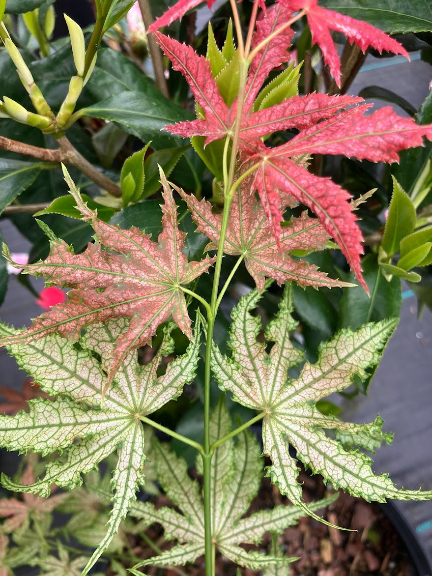 Acer palmatum 'Strawberry Delight'