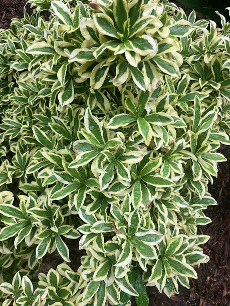 Daphne odora 'Hewreb' – Garden Treasures Nursery