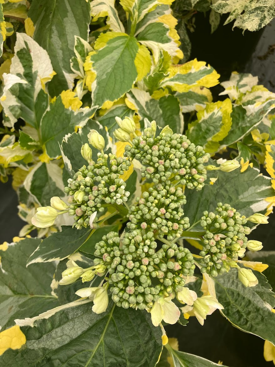 Hydrangea macrophylla 'Quadracolor'