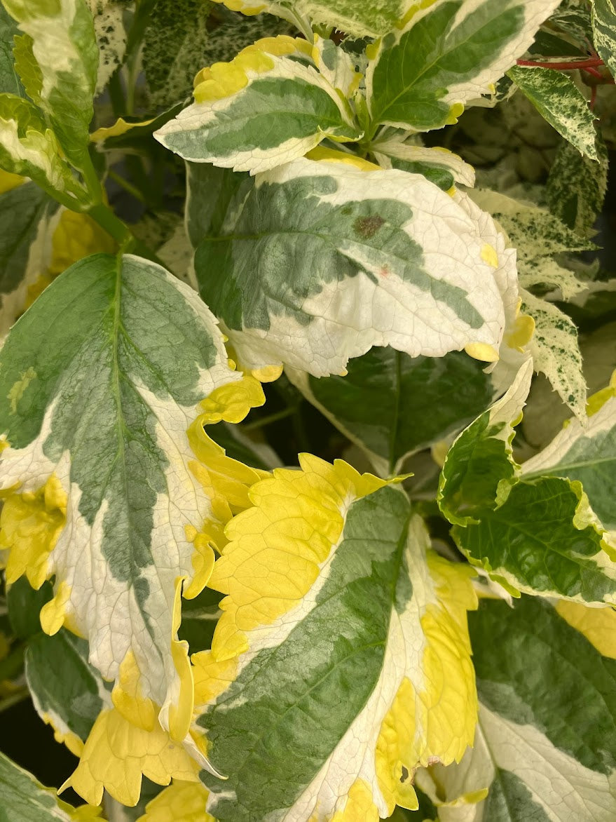 Hydrangea macrophylla 'Quadracolor'