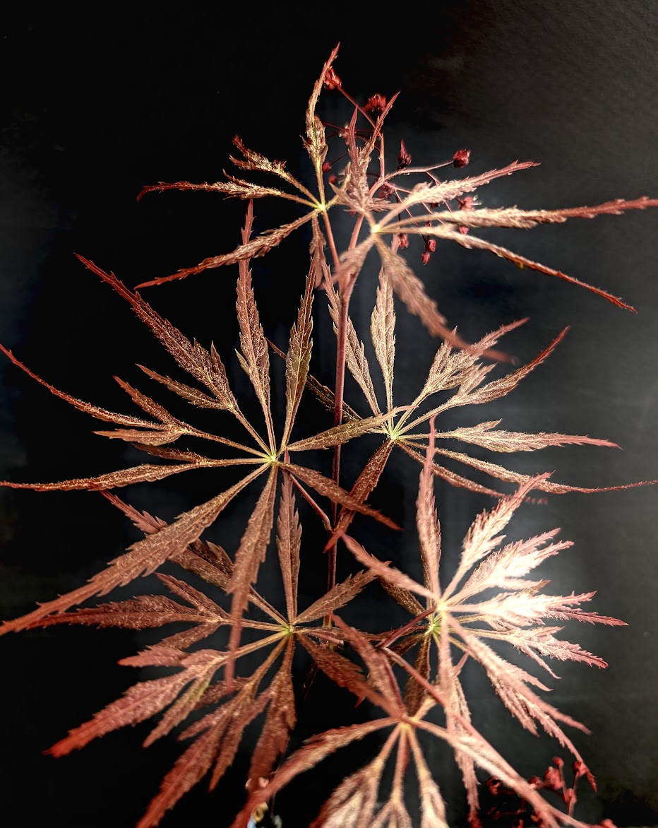 Acer palmatum 'Garnet Tower'