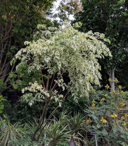 Melia adazarach 'Jade Snowflake'