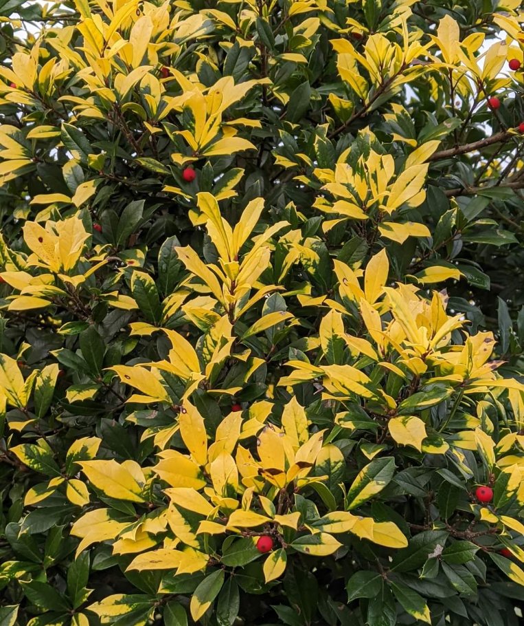 Ilex x attenuata 'Sunny Foster' – Garden Treasures Nursery