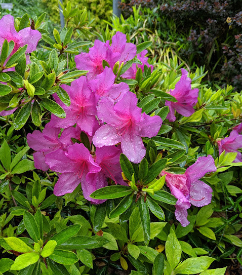 Rhododendron x pulchrum 