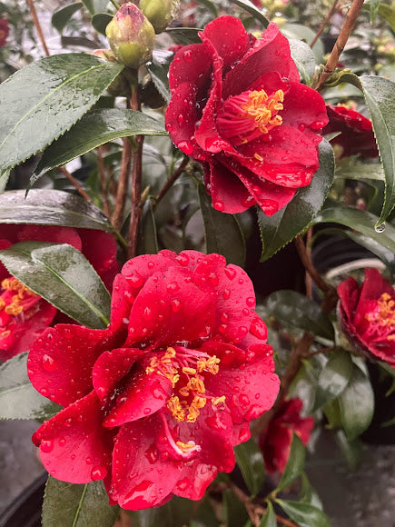 Camellia 'Kuro Tsubaki'